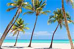 Leaning palm trees on beach, Dominican Republic, The Caribbean