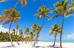 Palm trees and blue sky at beach, Dominican Republic, The Caribbean