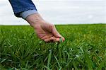 Hand of farmer monitoring field crop