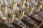 Collection of champagne in champagne flutes