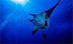 Giant ocean manta ray with scuba diver at Roca Partida Island, Socorro, Mexico