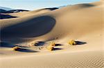 Desert grass and sand dunes, Death Valley, California, USA