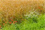 Wheat Field with Poppies and Chamomile in Summer, Brorfelde, Zealand, Syddanmark, Denmark