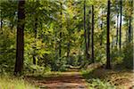 Path in Beech Forest in Early Fall, Spessart, Bavaria, Germany