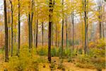 Colorful Autumn Forest, Spessart, Bavaria, Germany