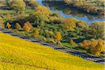 River Landscape with Colorful Vineyards in Autumn, Volkach, Alte Mainschleife, Mainfranken, Franconia, Bavaria, Germany