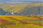 Colorful Vineyards in Autumn, Escherndorf, Maininsel, Alte Mainschleife, Mainfranken, Franconia, Bavaria, Germany