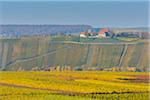 Colorful Vineyards in Autumn, Vogelsburg, Volkach, Maininsel, Alte Mainschleife, Mainfranken, Franconia, Bavaria, Germany