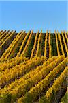 Colorful Vineyards in Autumn, Volkach, Maininsel, Alte Mainschleife, Mainfranken, Franconia, Bavaria, Germany