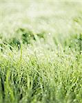 Sweden, Close-up of wet grass