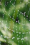 Sweden, Bohuslan, Tjorn, Close up of wet spider web