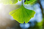 Portugal, Azorerna, Leaf of ginko tree