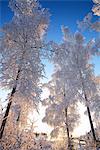 Finland, Haukipudas, Winter trees