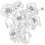 field poppies. Spring Pattern for adult coloring book in zenart style. Hand-drawn, retro, doodle, vector, uncoloured. The best for your design, textiles, posters, coloring book in vector.