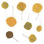 Autumn birch or Betula, aspen or Populus tremula leaves, set from fallen leaves, vector illustration
