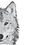 Beautiful wolf's face. Vector illustration