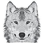 Beautiful wolf's face. Vector illustration