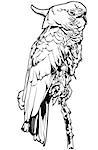 Cockatoo - Black and White Outline Illustration, Vector