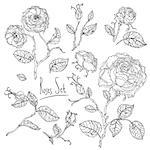 Highly detailed uncolored colouring book style hand drawn wild roses set for adult colouring book. Hand-drawn, doodle, vector the best for your design, wedding cards, coloring book. Black and white.