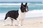 French bulldog posing on the beach