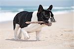 French bulldog with a stick on the beach