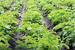 Potato field with green shoots of potatoes. Young potato plants.