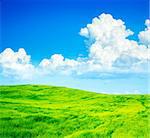 Summer Green Field on the Background of Beautiful Clouds and Blue Sky. Copy Space. Agriculture Concept.