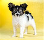 Cute puppy of the Continental Toy spaniel - Papillon - on a yellow background