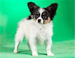 Cute puppy of the Continental Toy spaniel - Papillon - on a green background