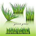 Fragments of the green grass isolated on green background. Vector illustration.