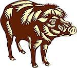 Illustration of the Philippine warty pig or Sus philippensis standing viewed from the side on isolated white background done in retro woodcut style.