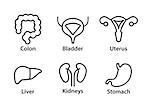 Vector human internal organs icons. Liver, kidneys, uterus, bladder, stomach and colon design