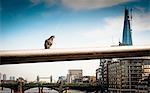 Pigeon on railing of London bridge