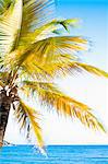 Close up of palm tree, blue sea and sky