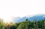 Sweden, Lapland, Forest in Kebnekaise mountains