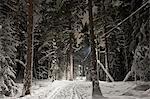 Sweden, Sodermanland, Stockholm, Skarpnack, Nackareservatet, View of ski track at night