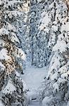 Sweden, Sodermanland, Tyresta, Forest under snow