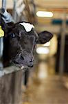 Sweden, Ostergotland, Bleckenstad, Cow in stable