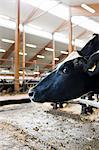 Sweden, Ostergotland, Bleckenstad, Cow in dairy farm