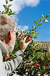 Sweden, Vastergotland, Tarby, Senior man picking apples in garden