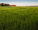 Sweden, Skane, Slogstorp, Green barley field