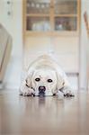 Germany, Tired dog lying on floor