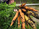Sweden, Man's hand holding bunch of carrots