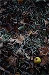 Sweden, Green apple on autumn leaves