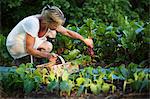 Sweden, Ostergotland, Mature woman harvesting vegetables