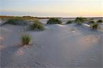 Sweden, Gotland, Gotska Sandon, Grass growing on sandy beach