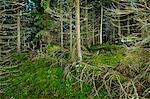 Finland, Paijat-Hame, Fallen tree in spruce forest