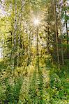 Finland, Keski-Suomi, Jyvaskyla, Birch forest