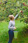 Finland, Uusimaa, Sipoo, Woman picking apples from tree