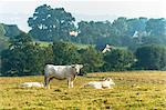 France, Normandy, herd of cows in a meadow
